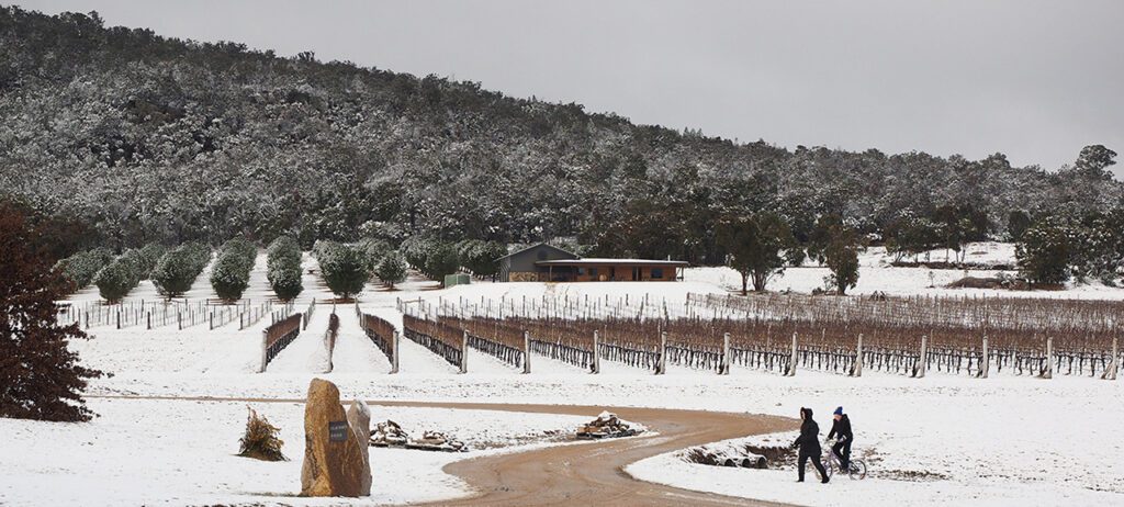 Savina Lane Wines Snow