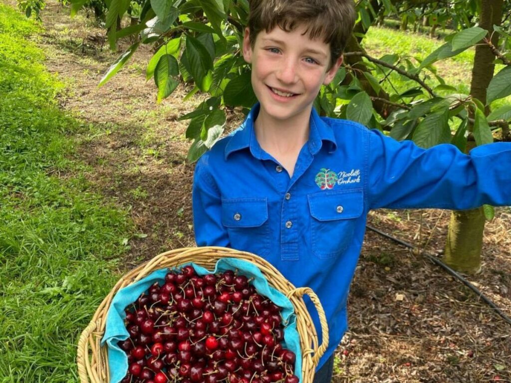 Cherry picking at Nicoletti Orchards.