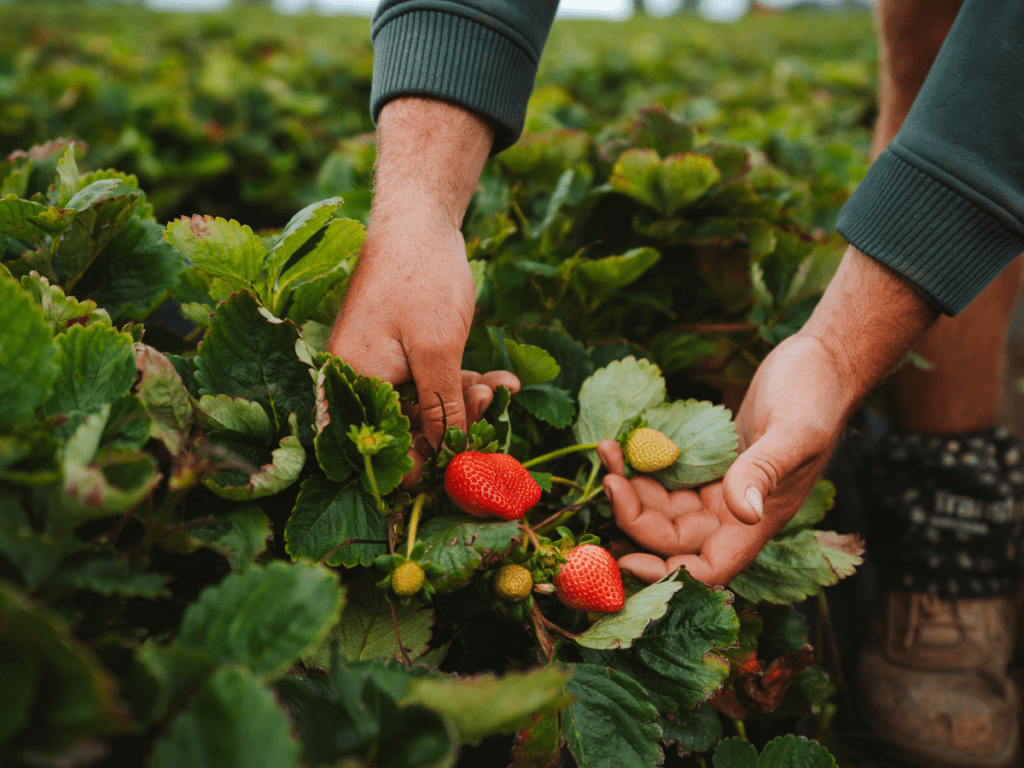 Fresh strawberries at Ashbern Farms, Stanthorpe.