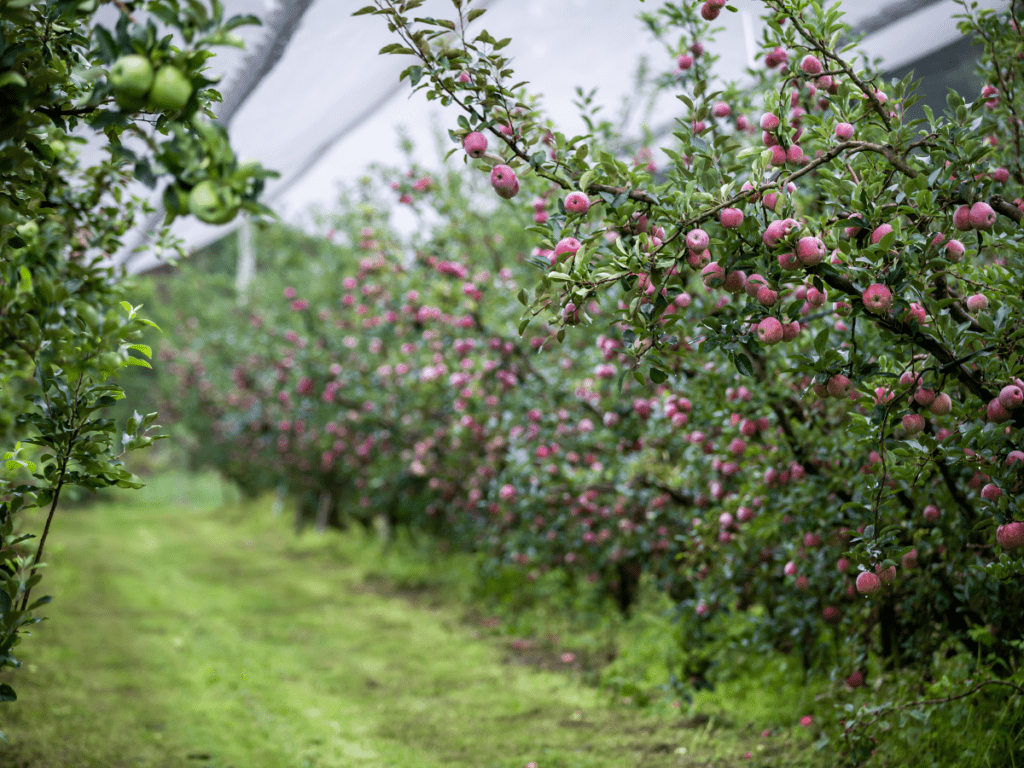 Nicoletti Apple Orchard in Stanthorpe
