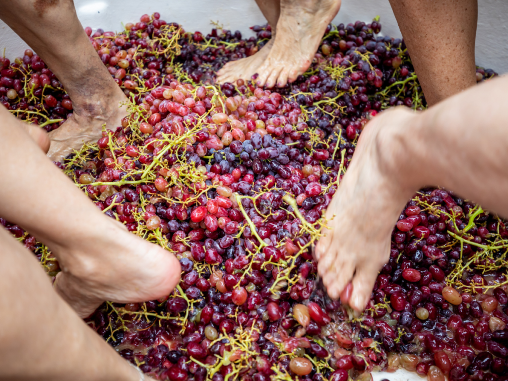 Grape stomping at the Stanthorpe Apple and Grape Harvest Festival 2020.