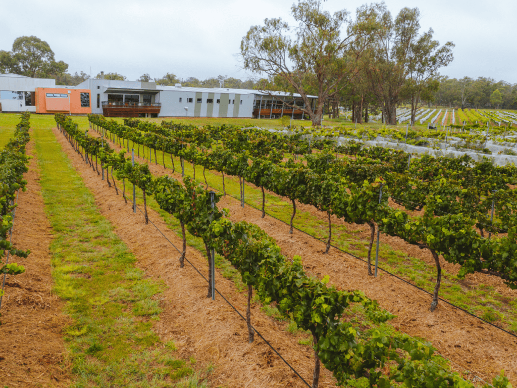 Vineyard at Varias Restaurant, Queensland College of Wine Tourism in Granite Belt Wine Country.