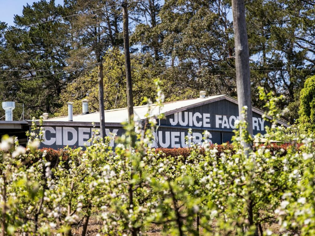 Sutton's Juice Factory inside an old packing shed at an apple orchard in Stanthorpe.